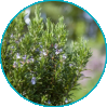Camphor