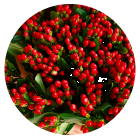 Hypericum