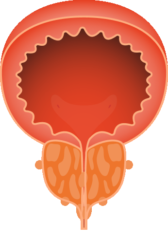 Urofarm Ingredients