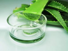 Aloe Ferox